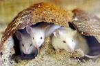 تعرض الفئران للعزلة والضغوط قد يزيد إصابتها بسرطان الثدي