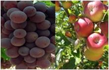 مركبات طبيعية في العنب والتفاح مفيدة للصحة