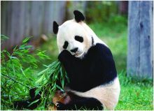 روث الباندا لإنتاج أغلى شاي أخضر في العالم