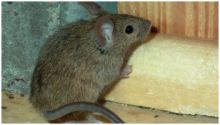 دراسة: علاج الفئران المصابة بالعمى بزراعة خلايا بصرية