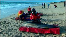 غموض يحيط بنفوق مئات الدلافين على سواحل بيرو