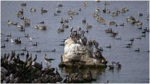 بيرو: مزيد من الغموض بنفوق مئات البجع بعد الدلافين 