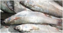 تناول الأسماك يقلل خطر الإصابة بسرطان القولون