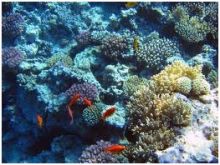 دراسات فسيولوجية وبيئية لنوعين من بانيات الشعاب المرجانية