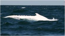 "الحوت الأبيض" يظهر على سواحل أستراليا