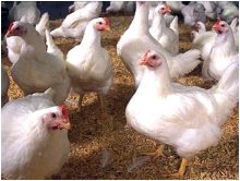 "لا دجاج بعد اليوم".. حملة سعودية لمواجهة الغلاء