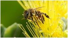 النحل قد يساعد على جعل الروبوتات أكثر ذكاء