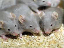 خلايا الجلد تعالج عمى الفئران.. وتمنح أملاً للبشر
