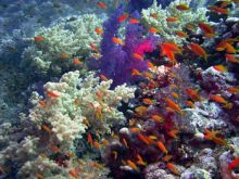 تحذير من احتمالات فناء الشعاب المرجانية