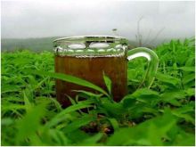 الشاي الأخضر يوقف تطور سرطان الثدي