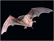  الخفافيش مصدر العدوى بفيروس كرونا القاتل