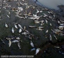 نفوق جماعي للأسماك في مصر بسبب غيبوبة سكر