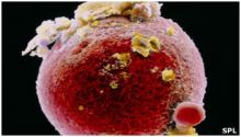 تخليق خلايا جذعية من الدم
