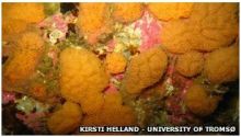  بحث علمي لاكتشاف المضادات الحيوية في أعماق المحيطات