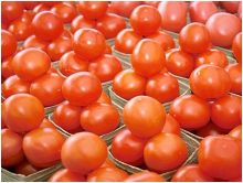 الطماطم العضوية "أفضل" من مثيلتها التقليدية