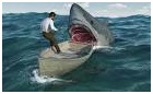الصيد الجائر يهدد أسماك القرش بالفناء