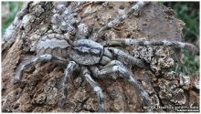  العثور على عنكبوت عملاق في حجم وجه الإنسان بسريلانكا