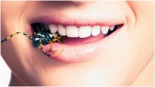 الأمم المتحدة: أكل الحشرات قد يساعد على مكافحة البدانة