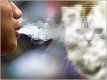 التدخين السلبي يُصيب الحيوانات المنزلية بالسرطان