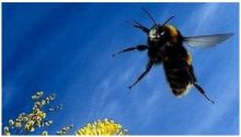 النحل يساعد علماء في تصميم "طائرة آلية تتحمل سوء الطقس"