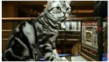 مستخدمو كومبيوتر "ديل" يشمون رائحة بول قطط