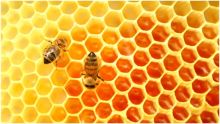 العسل الطبيعي.. يعزز طاقة الجسم ويقوي مناعته