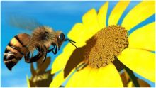لسعات النحل لمعالجة الروماتيزم والسكري والربو