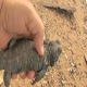 Adult male Dhabb, Uromastyx philbyi ضب ذكر بالغ 