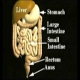 Digestive System