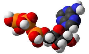 Metabolism